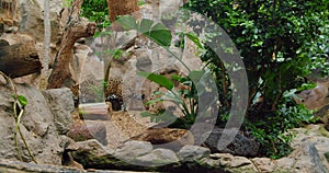 African leopard, jaguar like pantera walks around trees. Green Flora. Sad predator in captivity.