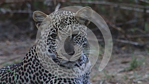 African leopard in Kenya