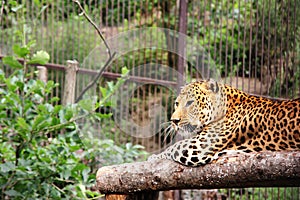 An African leopard. leopard in captivity. Big spotted cat