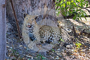 African leopard in Okavango delta