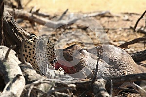 The African leopard Panthera pardus pardus after hunt with death wildebeest. Blood around.