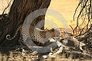 The African leopard Panthera pardus pardus after hunt with death wildebeest