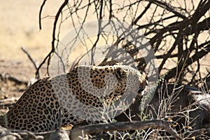 The African leopard Panthera pardus pardus after hunt with death wildebeest