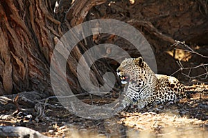 The African leopard Panthera pardus pardus after hunt with death wildebeest in dry sand in Kalahari desert