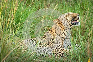 African leopard  Panthera Pardus lying in the grass, showing his teeth, close up, Madikwe Game Reserve, South Africa.