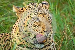 African leopard  Panthera Pardus lying in the grass, showing his tongue, close up, Madikwe Game Reserve, South Africa.