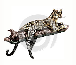 African Leopard Panthera pardus pardus