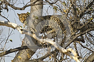 African leopard ( Panthera pardus pardus )