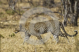 African leopard ( Panthera pardus pardus )