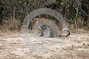 The African leopard Panthera pardus pardus big male in the last evening light