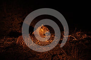 The African leopard Panthera pardus pardus female have a rest before the hunt. Hunting African Leopard with open mouth