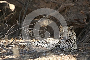 The African leopard Panthera pardus pardus after hunt.