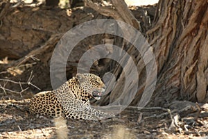 The African leopard Panthera pardus pardus after hunt.