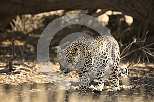 The African leopard Panthera pardus pardus after hunt.