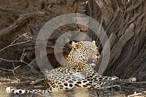 The African leopard Panthera pardus pardus after hunt have a rest in the shade