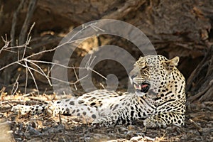 The African leopard Panthera pardus pardus after hunt have a rest in the shade