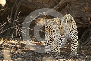 The African leopard Panthera pardus pardus after hunt have a rest in the shade