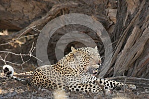 The African leopard Panthera pardus pardus after hunt have a rest in the shade