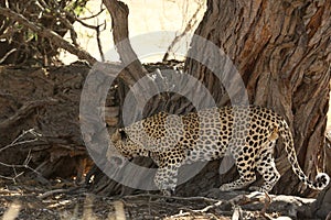 The African leopard Panthera pardus pardus after hunt have a rest in the shade