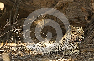 The African leopard Panthera pardus pardus after hunt have a rest in the shade