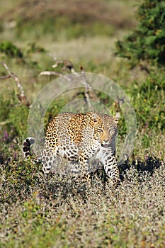 The African leopard Panthera pardus pardus old female walking on the savannah