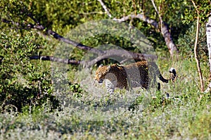 The African leopard Panthera pardus pardus old female walking on the savannah. Leopard in typical landscape in South Africa