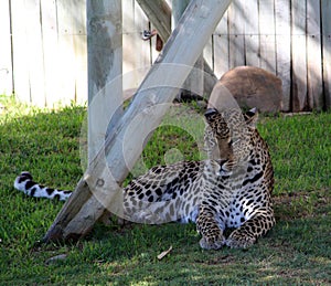 African Leopard (Panthera pardus pardus) resting after a hearty meal : (pix SShukla)