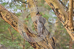 African Leopard (Panthera Pardus Pardus) resting on a tree branch, Africa