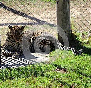 African Leopard (Panthera pardus pardus) resting in a zoo : (pix Sanjiv Shukla)