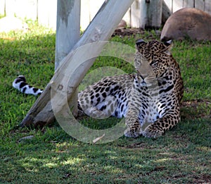 African Leopard (Panthera pardus pardus) resting in a zoo : (pix Sanjiv Shukla)