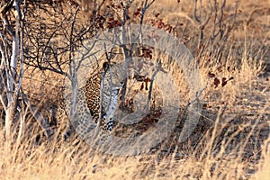 The African leopard Panthera pardus pardus sitting hidden in the dense bush at sunrise. A large leopard disguised in a thicket