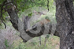 An african leopard - Panthera pardus pardus - sleeping peacefully on a tree branch.  Location: Kruger National Park. South Africa