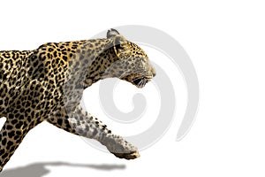 African leopard ( Panthera pardus pardus ) photo