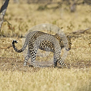 African leopard ( Panthera pardus pardus )