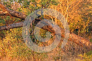 The African leopard Panthera pardus pardus young female marking the territory. Leopard in a typical position when marking the