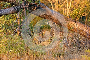 The African leopard Panthera pardus pardus young female marking the territory. Leopard in a typical position when marking the