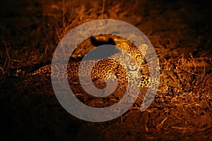 African leopard Panthera pardus pardus young male in his territory on the ground at night.African atmosphere with big cat.