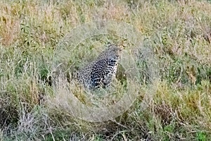 African leopard panthera pardus at the Serengeti national park, Tanzania. Wildlife photo