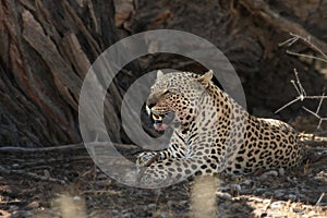 The African leopard Panthera pardus in the shade.