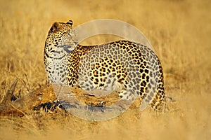 African Leopard, Panthera pardus shortidgei, Hwange National Park, Zimbabwe