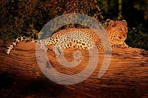 African Leopard, Panthera pardus shortidgei, Hwange National Park, Zimbabwe. Wil cat Hidden portrait in the nice yellow grass. Big