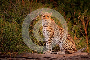 African Leopard, Panthera pardus shortidgei, Hwange National Park, Zimbabwe. Wild cat Hidden portrait in the nice forest tree trun