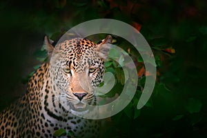 African Leopard, Panthera pardus shortidgei, Kruger National Park, South Africa. Wild cat hidden portrait in the nice forest tree