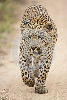 African Leopard (Panthera pardus) South Africa