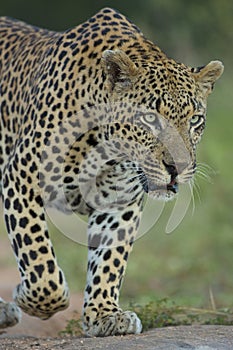 African Leopard (Panthera pardus) South Africa