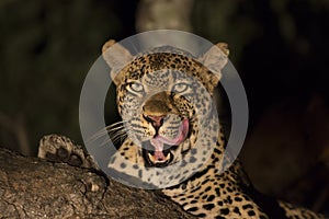 African Leopard (Panthera pardus) South Africa