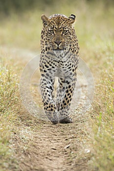 African Leopard (Panthera pardus) South Africa