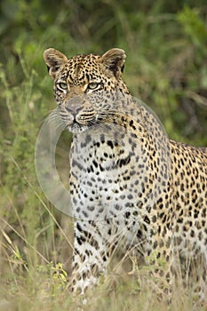 African Leopard (Panthera pardus) South Africa