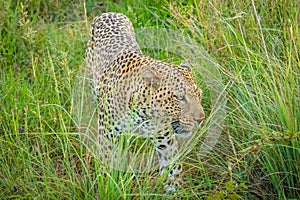 African leopard  Panthera Pardus walking towards the camera, Madikwe Game Reserve, South Africa.