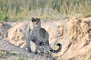 African Leopard